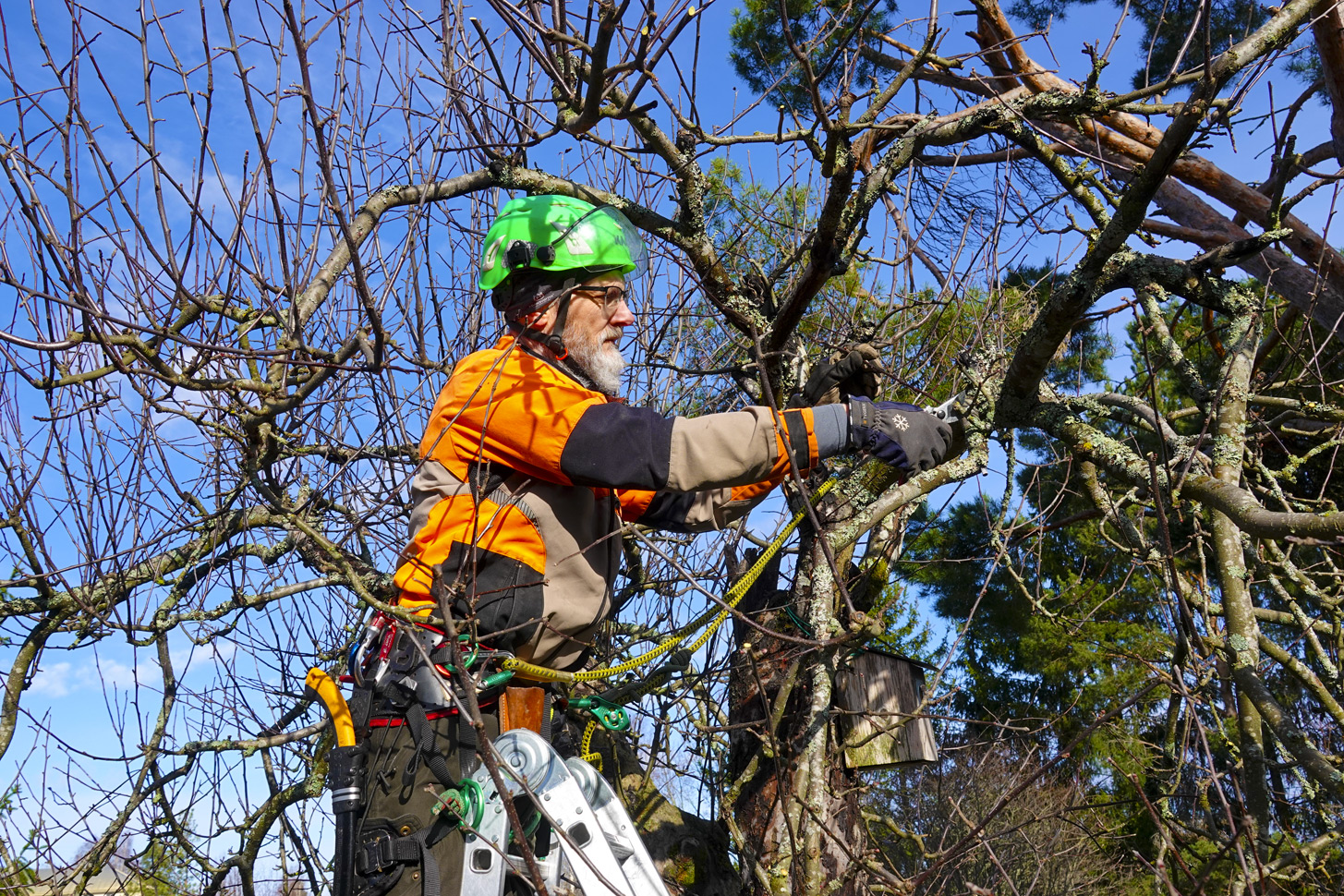 Arboristi Juha Grönroos leikkaamassa omenapuuta, joka kasvaa Veräjänkorvankadun varrella sijaitsevan omakotitalon pihamaalla.
