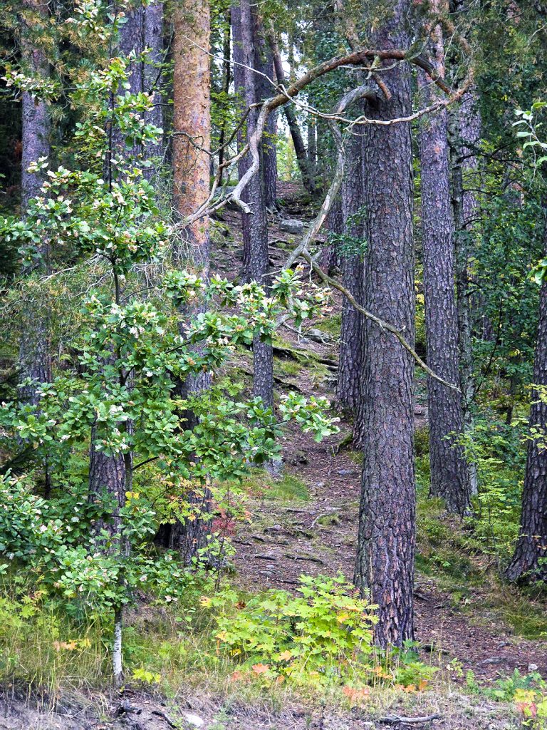 Pahkavuoren kuntoportaat rakennetaan osin kallion myötäisesti nousevaa polkua pitkin.
