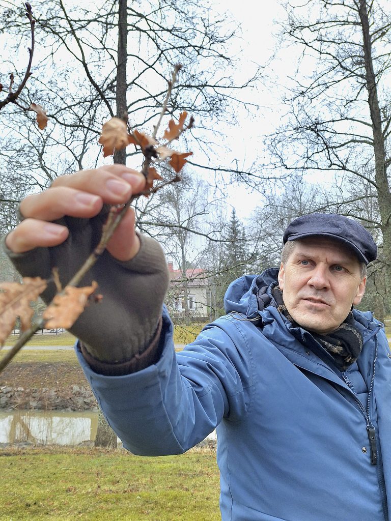 Kaupunginpuutarhuri Matti Nikander tutkii pylvästammen silmuja Sibeliuspuistossa.