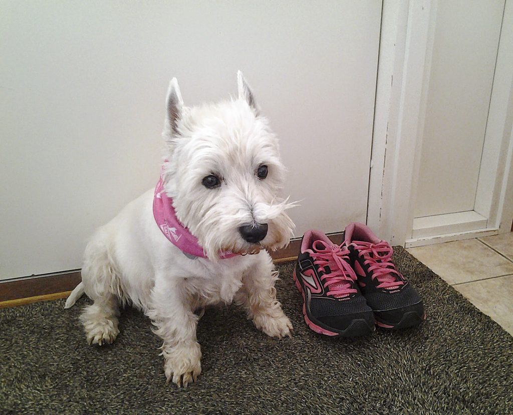 Kaapo-koira osallistui Seiskaan monta monituista kertaa, pinkki teemahuivi kaulassaan.