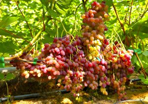 Ville Salmen viinirypäleet kylpevät auringonvalossa.