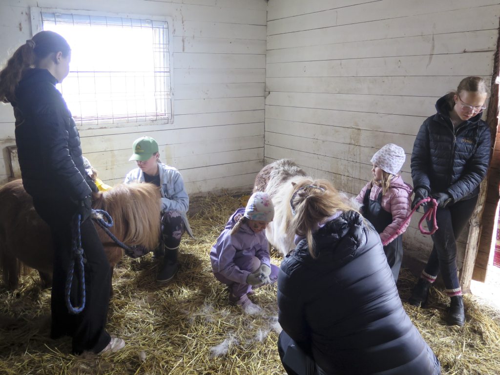 Lapset pääsivät hoitamaan shetlanninponeja. Harjauksesta pääsivät nauttimaan 27-vuotias Gino-poni ja 23-vuotias Truben.